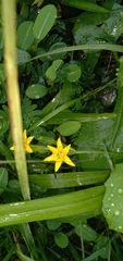Hypoxis decumbens