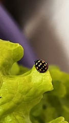 Cheilomenes sulphurea