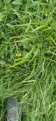Hypoxis decumbens