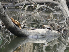 Emydura macquarii