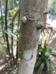 Zanthoxylum martinicense