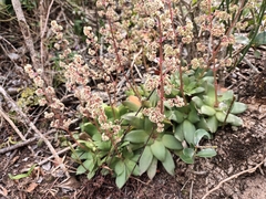 Crassula orbicularis