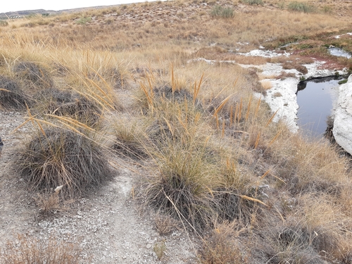 Esparto grass