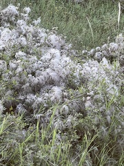 Clematis drummondii