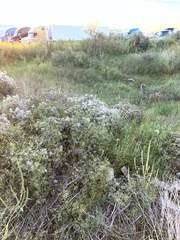 Clematis drummondii