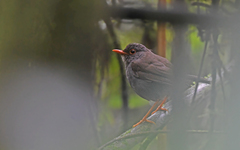 Catharus aurantiirostris