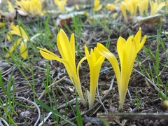 Sternbergia colchiciflora