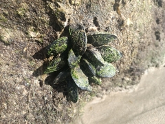 Mytilus galloprovincialis