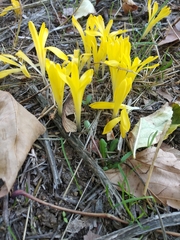 Sternbergia colchiciflora