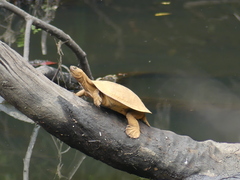 Emydura macquarii