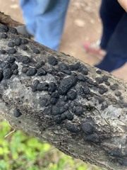 Jackrogersella multiformis