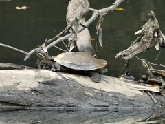 Emydura macquarii
