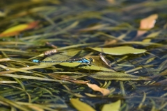 Pseudagrion aureofrons