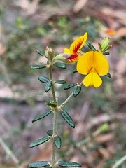 Aotus ericoides