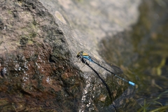 Pseudagrion aureofrons