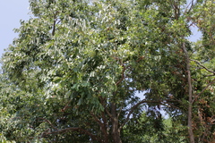 Diospyros virginiana