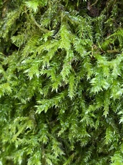 Brachythecium rutabulum