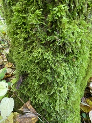 Brachythecium rutabulum