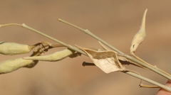 Gomphocarpus filiformis
