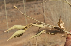 Gomphocarpus filiformis