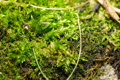 Brachythecium rutabulum