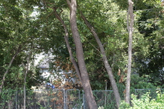Diospyros virginiana