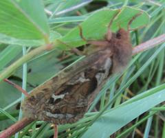 Korscheltellus fusconebulosa