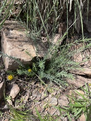 Linum lewisii