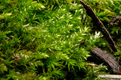 Brachythecium rutabulum