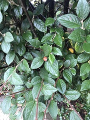 Cotoneaster franchetii