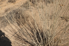 Gomphocarpus filiformis