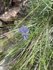 Linum lewisii