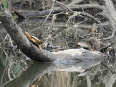 Emydura macquarii