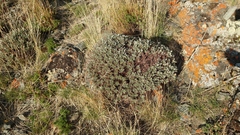 Oxytropis tragacanthoides