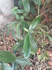 Psidium guajava