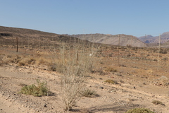 Gomphocarpus filiformis