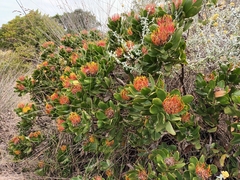 Leucospermum praecox