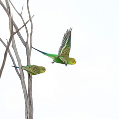 Melopsittacus undulatus