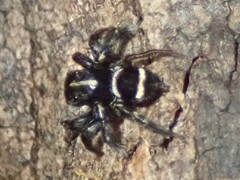 Saitis virgatus