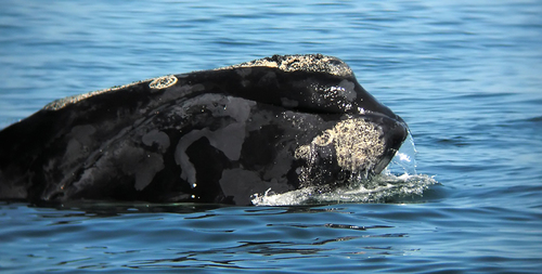 North Atlantic Right Whale
