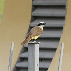 Pitangus sulphuratus