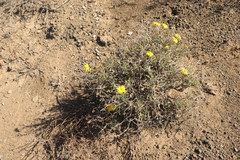 Osteospermum sinuatum