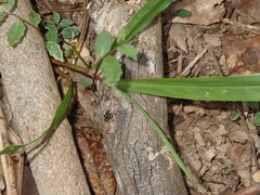 Saitis virgatus