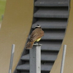 Pitangus sulphuratus
