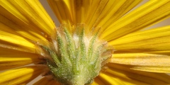 Osteospermum sinuatum