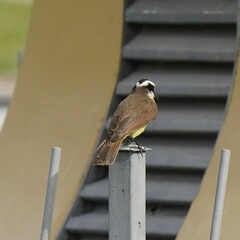 Pitangus sulphuratus