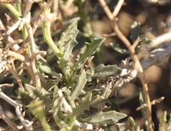 Osteospermum sinuatum