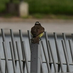 Pitangus sulphuratus