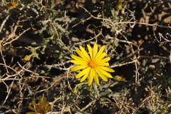Osteospermum sinuatum