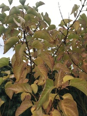 Syringa